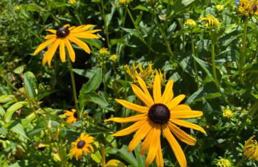 Im weißen Schlössl Friedemann - Photo 17