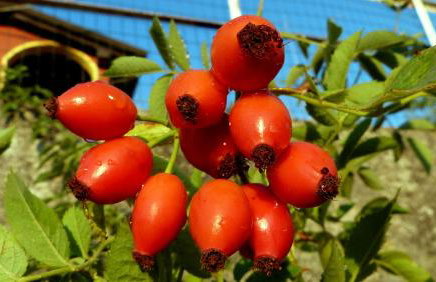 Casa vacanze Ester - Foto 60