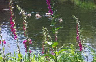 Polgwedhen Lodge - Photo 28