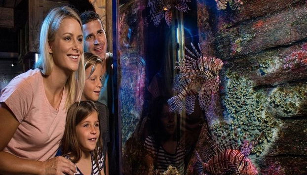 SEA LIFE Sunshine Coast - Foto 4