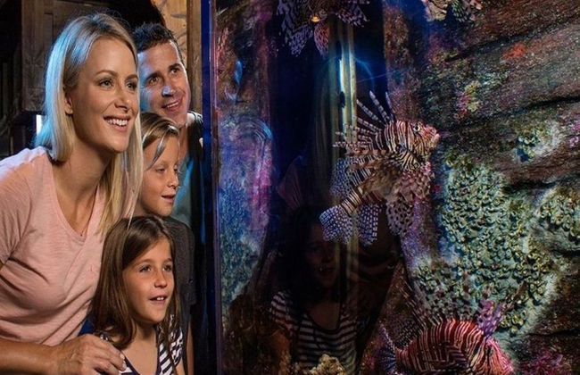 SEA LIFE Sunshine Coast - Foto 4