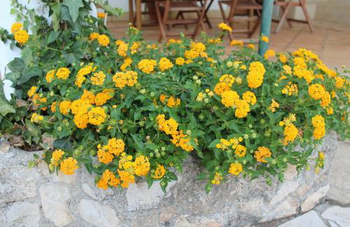 Villetta Salento Lu Trolitu - Foto 17