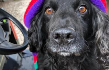 The Peacock Shepherds Hut at Hafoty Boeth - Photo 64