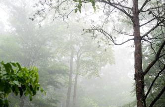 Stunning Pet-Friendly Treehouse for Relaxing Glamping Retreats in North Carolina - Foto 45