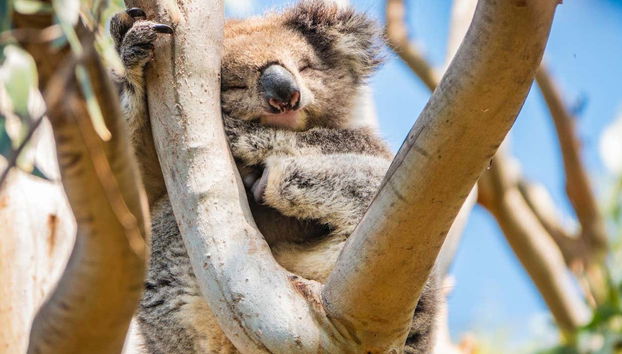 Un spécimen de koala