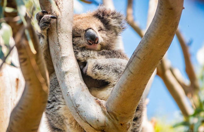 Great Ocean Road + Coucher de soleil à The Twelve Apostles - Photo 5