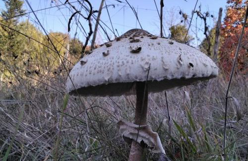 Frasta's Rose - Foto 29