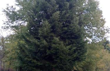 APARTMAN DEDA - Foto 34