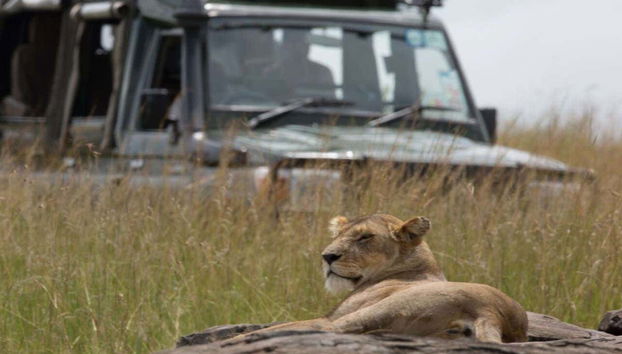 Une des lionnes de la réserve