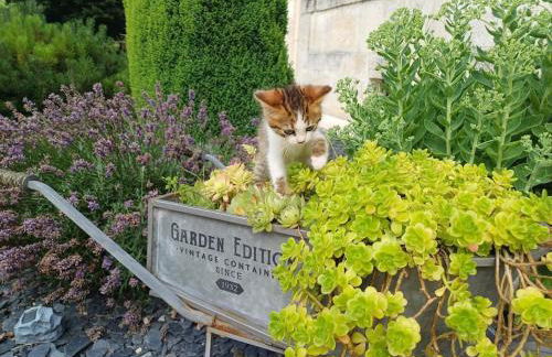 La Belle Étape - Foto 11