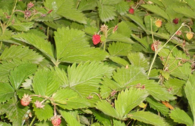 L'infinito - Foto 50