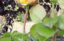 Élégant apt avec vue Tour Eiffel & parking privé - Foto 35