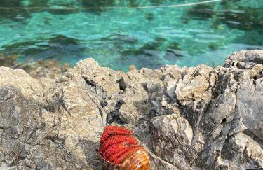 Polly Apartments with swimming pool - Foto 20