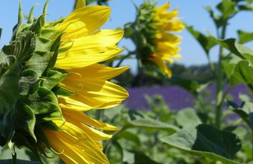 Pigeonnier des Banons - Foto 19