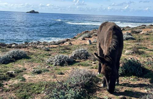 Appartement Marinella route des Sanguinaires Corse - Foto 28