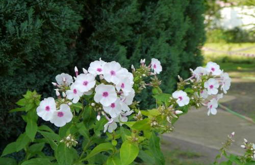 Ferienwohnung im Neubauernweg 3 - Foto 38