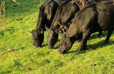 3 Bedroom Barn Conversion with HOT TUB-Garden View - Ty Cerrig Barn - Photo 20