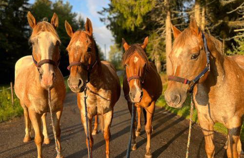 Landhaus Isolde - Photo 14