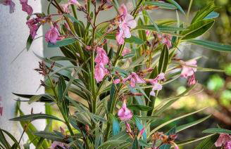 Le Greg - Terrasse - Parking - VCA - Foto 34