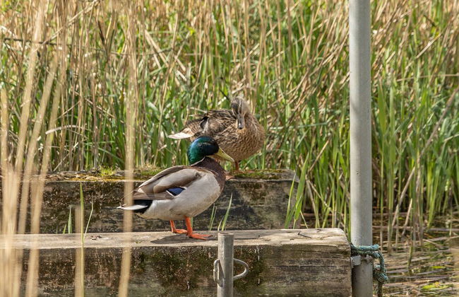 The Old Mill - By the Lake - Foto 39