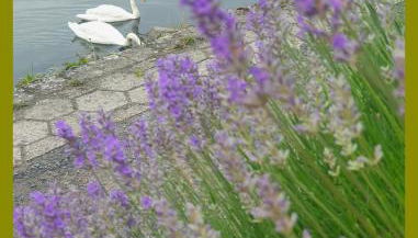 Kolev Apartments - Foto 5