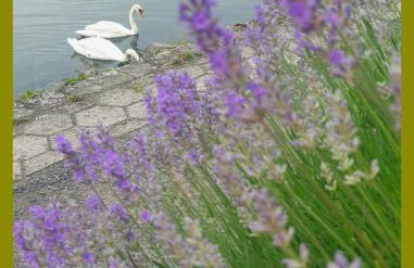 Kolev Apartments - Foto 5