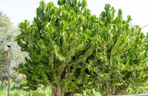 Casa Calida - 500m to Kos Town - Photo 71