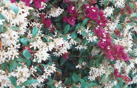 Boheme studio Artemis - Foto 40