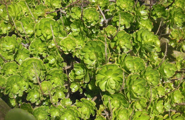 Aborigen Bimbache Casa Rural - Foto 28