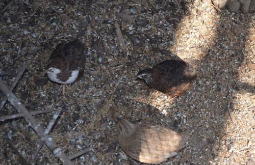 Ferienwohnung Noltenius - Foto 18