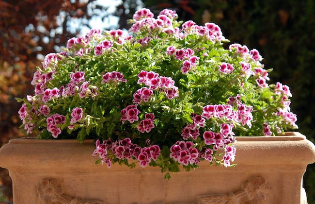 Tenuta S. Agnese - Photo 53