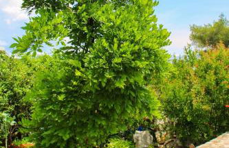 Faros oasis - Foto 72