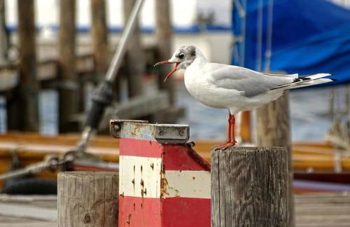 Cosy house with workplace, balcony and garden 30 min to Marienburg - Foto 20