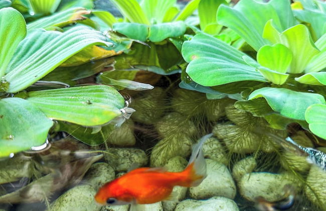 Piseth Private Villa Hotel - Foto 77