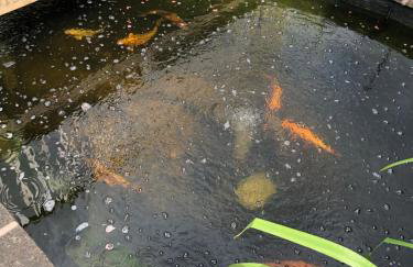 Rest & Recharge - Koi House - Foto 63