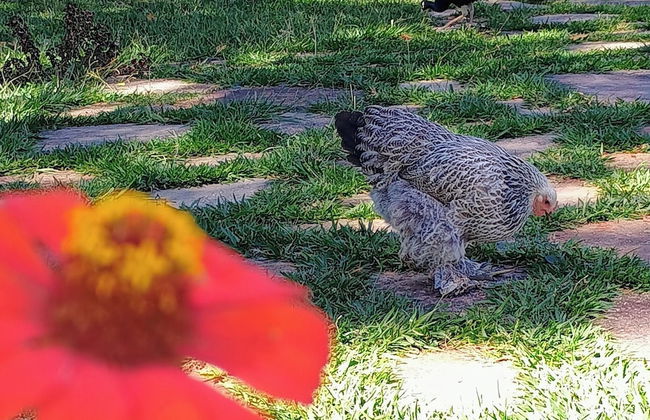 Hotel Fazenda Aguas VIvas - Foto 23