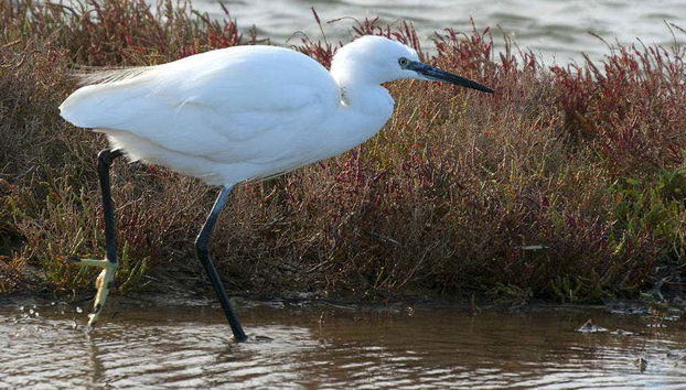 Excursión al Delta del Ebro + Paseo en barco