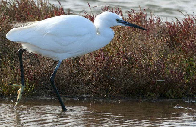 Delta del Ebro Day Trip & Boat Ride - Photo 5