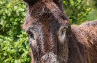 Quinta da Foz - Foto 79