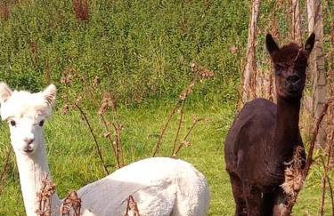 The old hayloft on 22 acre country smallholding - Foto 40