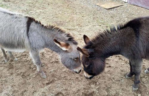 Beautiful Farmstay Hill Cottage and Tiny Equipped Camper in Maryland - Foto 26