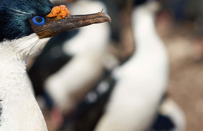 Tour por Maullín + Avistamiento de aves en Quenuir Bajo - Foto 1