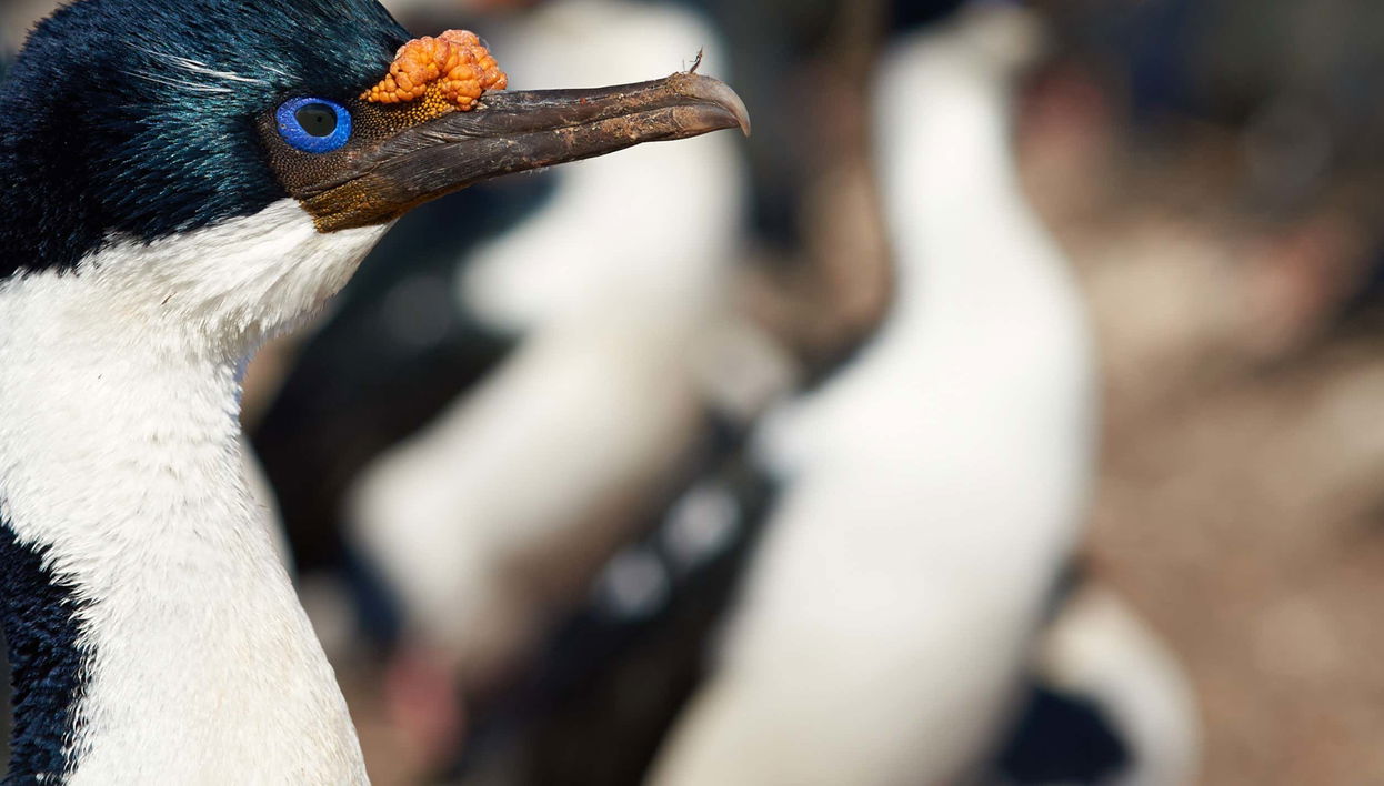 Tour di Maullín + Birdwatching a Quenuir Bajo