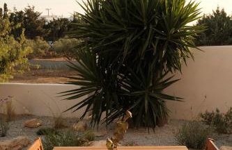 Mazi Paros - Photo 37