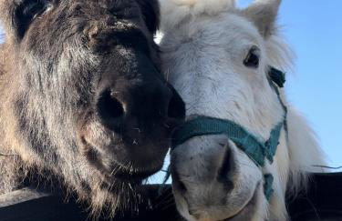 Leśny Zakątek Uroczysko -Apartamenty Nowoczesnej Stodoły - Foto 53