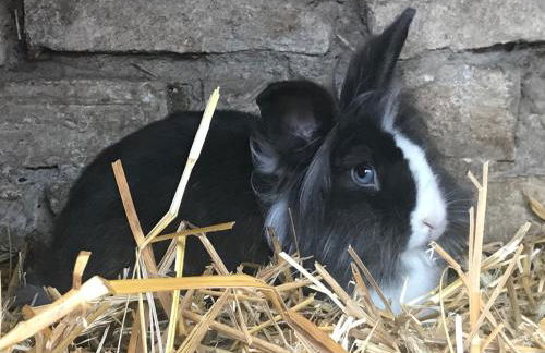 Pensionszimmer im Fliederhof - Foto 12