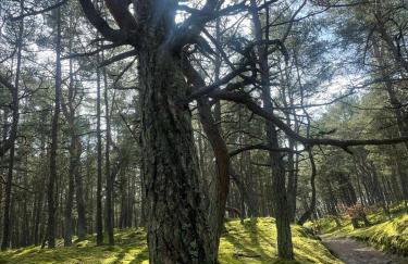 Dzika Foka Wiosłowa 49 - Photo 30