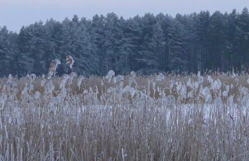 Stajnia Lisewo - Foto 18