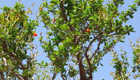 Villa Christina - Foto 5, Garden, Garden view