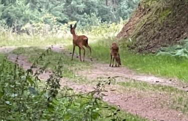 Familiennest-Eifel - Photo 28